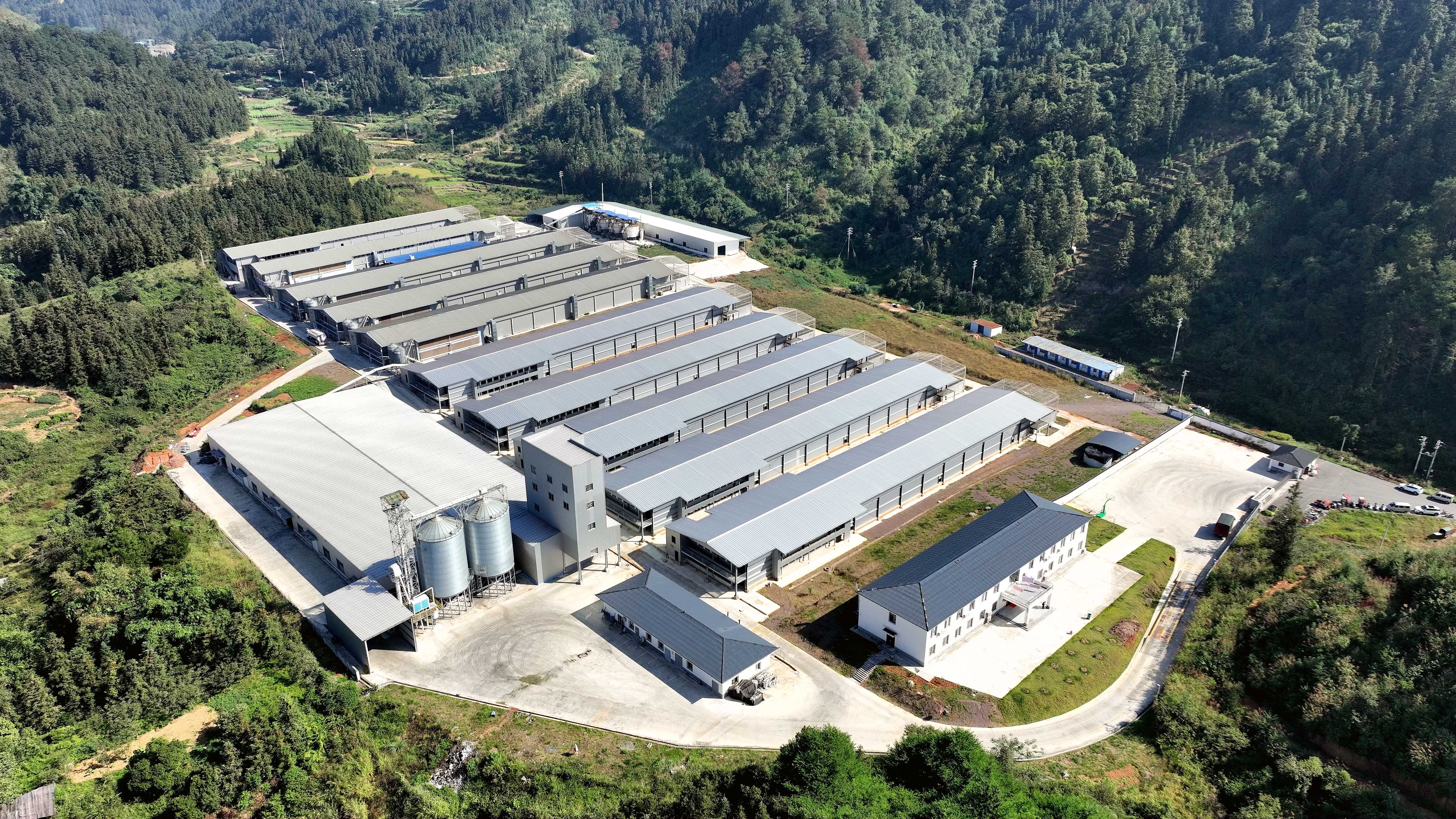 810368-2024年10月24日，在贵州省黔东南苗族侗族自治州榕江县忠诚镇王岭村凤凰山拍摄的智能化蛋鸡养殖场（无人机照片）。.JPG